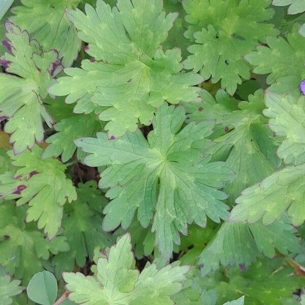 Geranium platypetalum 葉