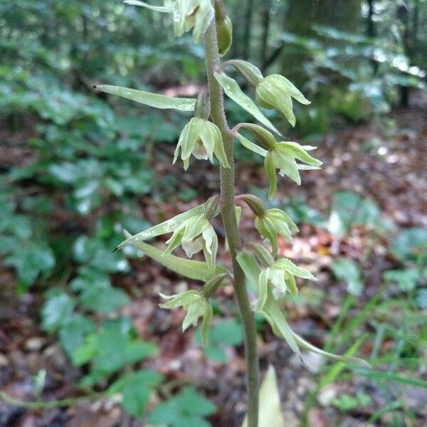 Epipactis purpurata 花