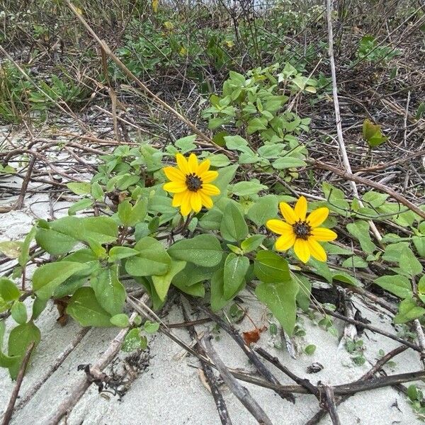 Sanvitalia procumbens Kwiat