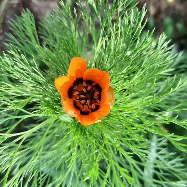 Adonis aestivalis Flor