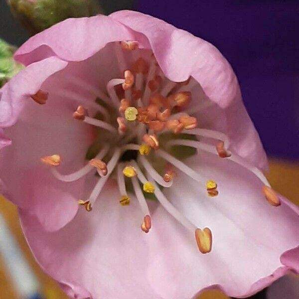 Prunus dulcis Flower