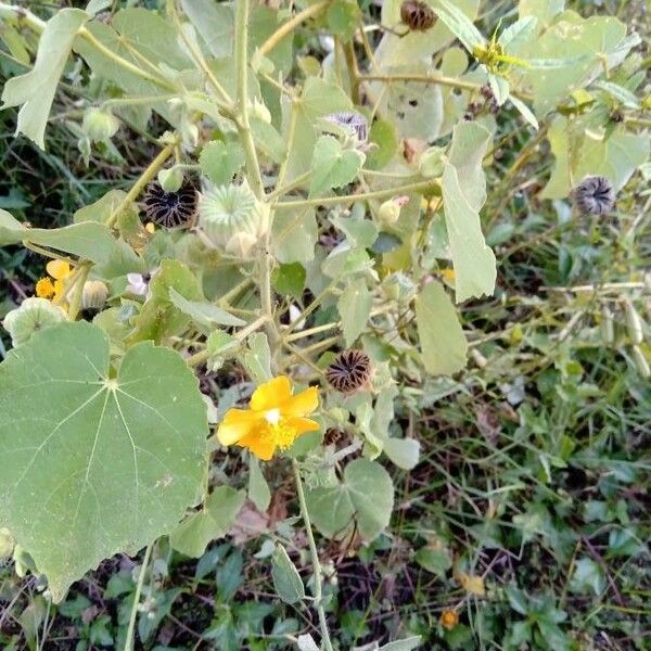 Abutilon indicum ᱵᱟᱦᱟ