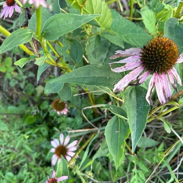 Echinacea angustifolia Folha