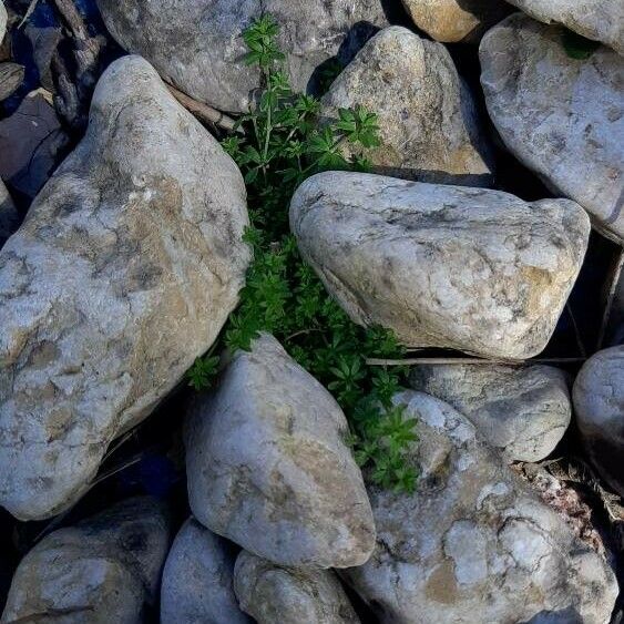 Galium murale Plante entière