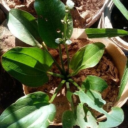 Aquarius cordifolius Leaf