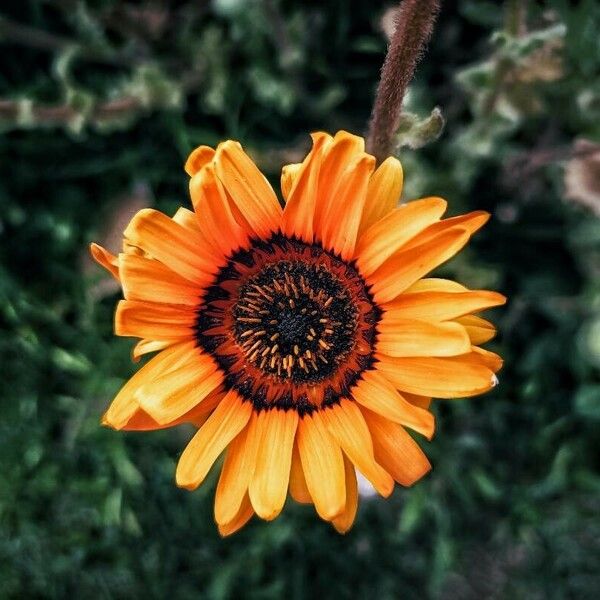 Arctotis fastuosa Flower