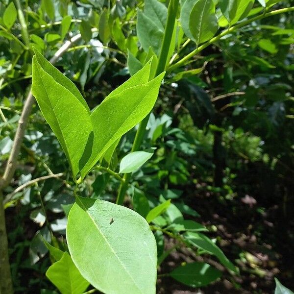 Gliricidia sepium Feuille