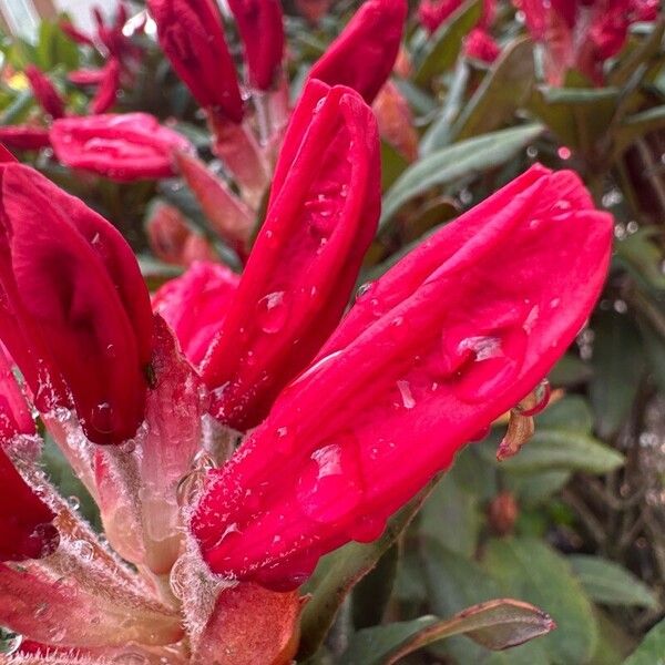 Rhododendron haematodes Blomst