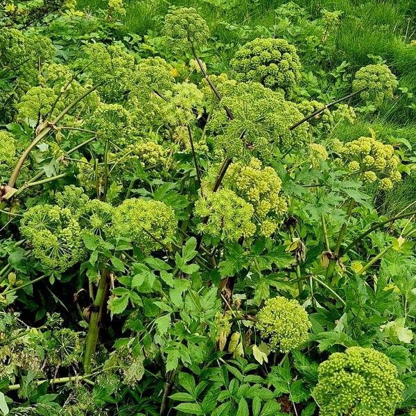 Angelica archangelica Virág