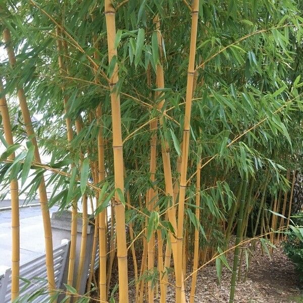 Phyllostachys aureosulcata Blad