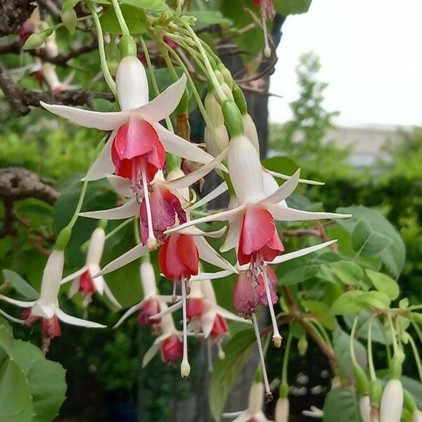 Fuchsia magellanica Blomma