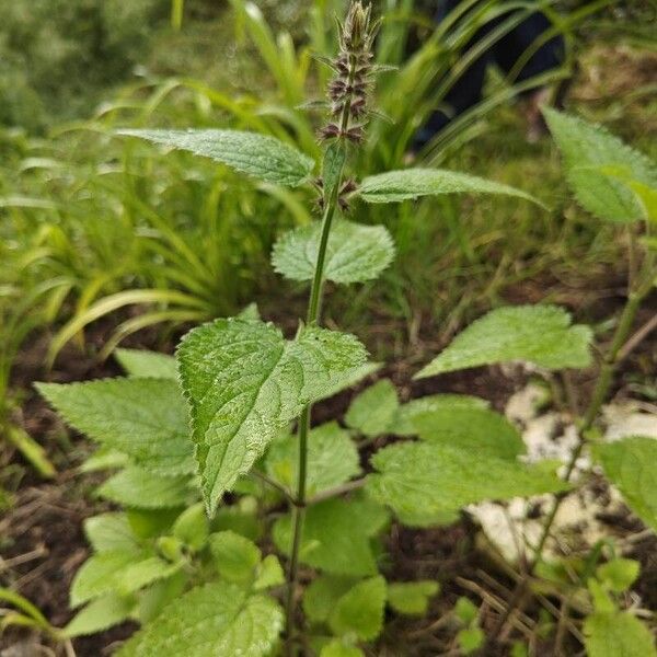 Stachys sylvatica পাতা