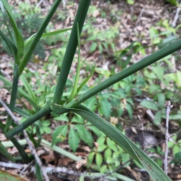 Tradescantia ohiensis кора