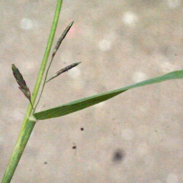 Eragrostis barrelieri Ostatní