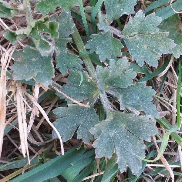 Ranunculus bulbosus 葉