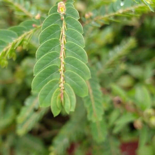 Phyllanthus urinaria 葉