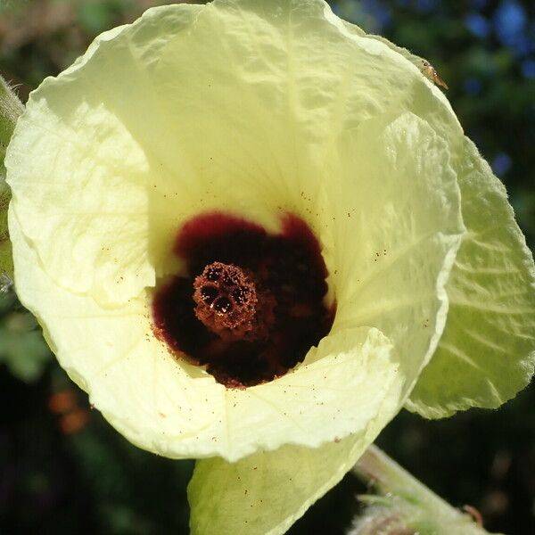 Hibiscus diversifolius Kukka