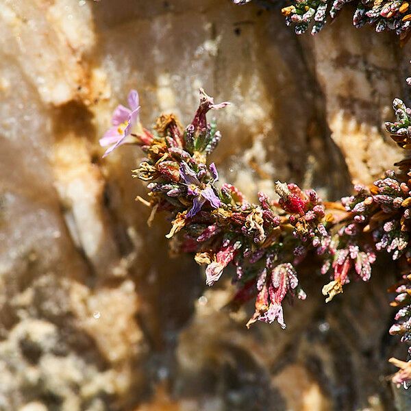 Frankenia laevis Flower