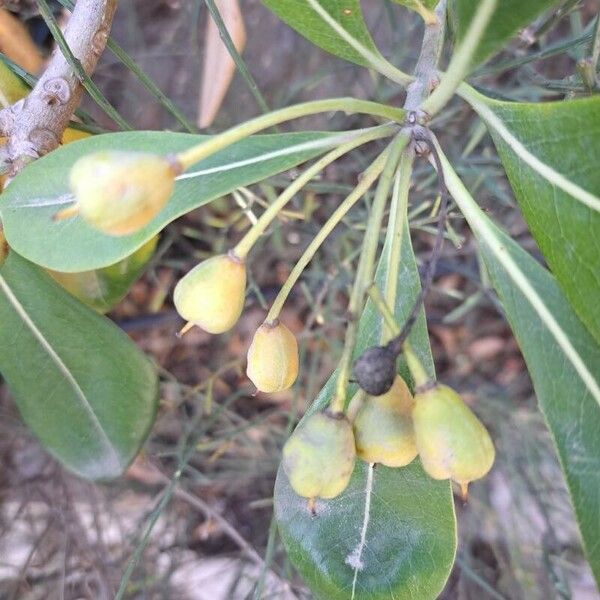 Pittosporum tobira Fruto