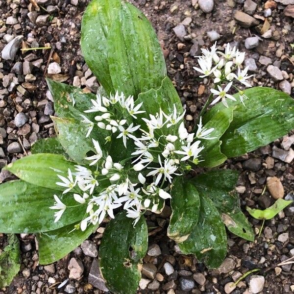 Allium ursinum Květ