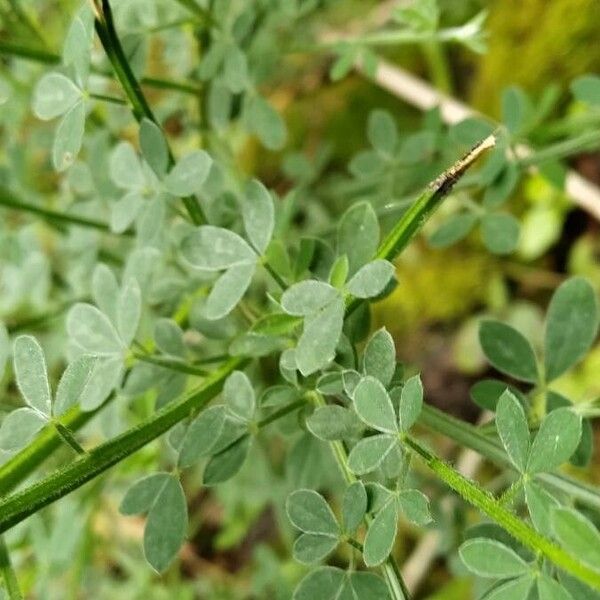 Cytisus spinosus Leht