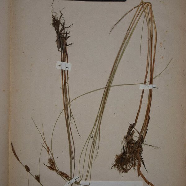 Carex tomentosa Άλλα