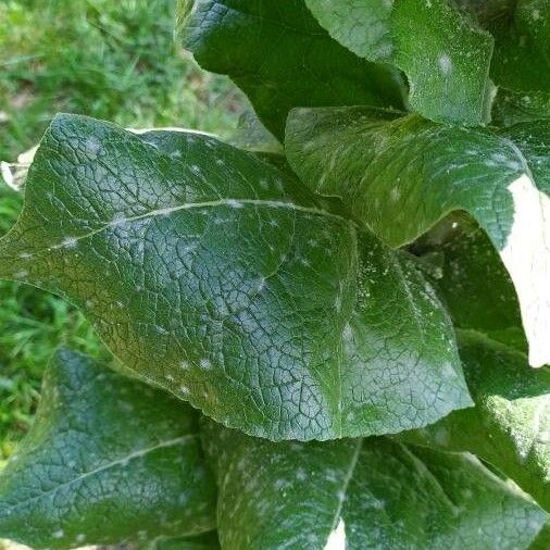 Verbascum pulverulentum Blad