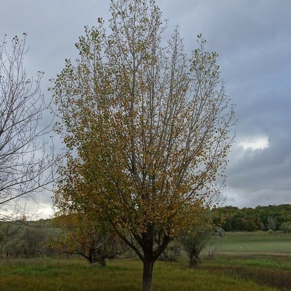 Populus nigra Pokrój