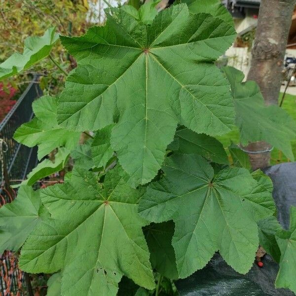 Malva verticillata List