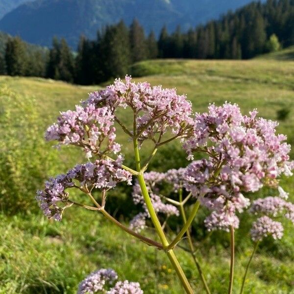 Valeriana officinalis പുഷ്പം