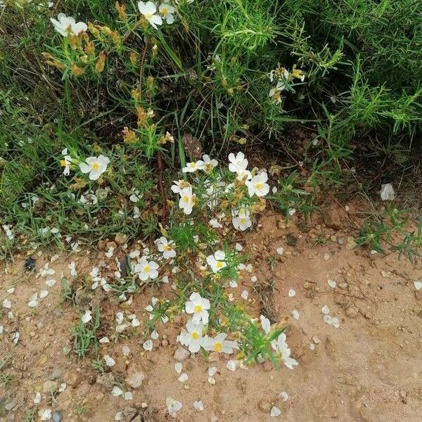 Helianthemum almeriense Cvet