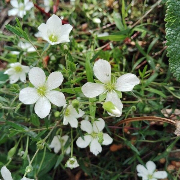 Arenaria grandiflora 花