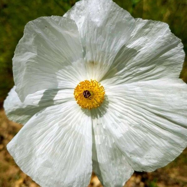 Argemone albiflora Blüte