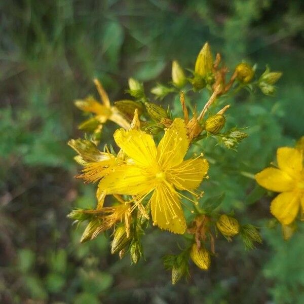 Hypericum hirsutum Кветка