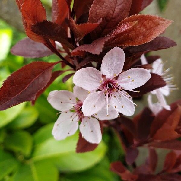 Prunus cerasifera Blüte