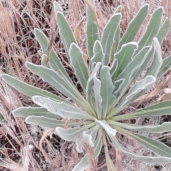 Matthiola sinuata 葉