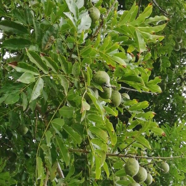 Andira inermis Blad