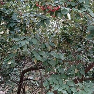 Cotoneaster coriaceus Vekstform