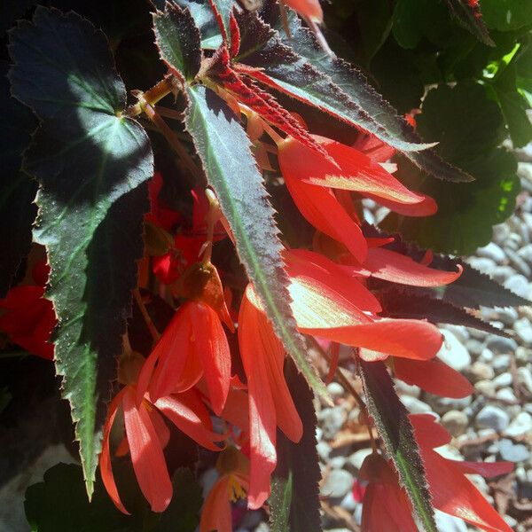 Begonia boliviensis Blomst