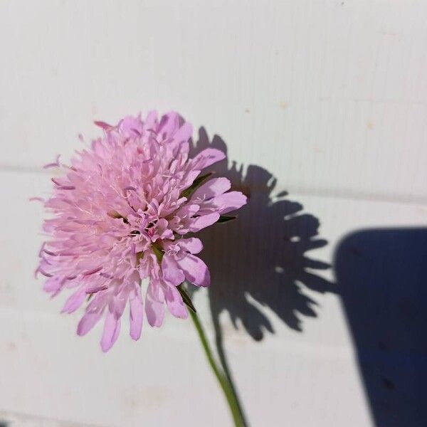 Knautia arvernensis Flor