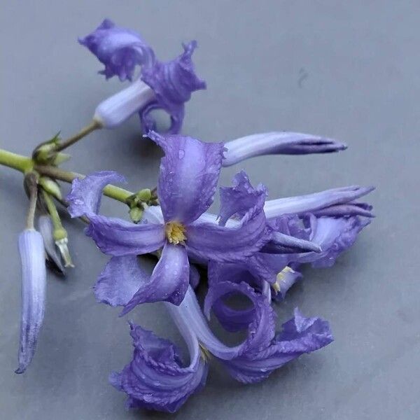 Clematis heracleifolia Flower