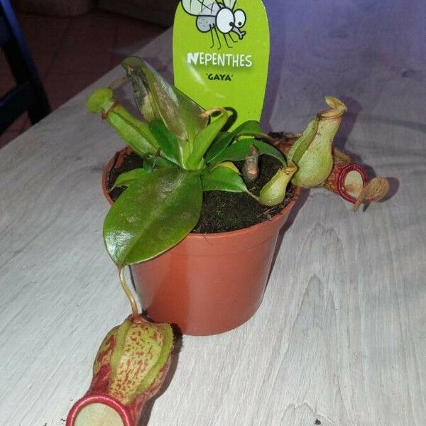 Nepenthes alata Flower