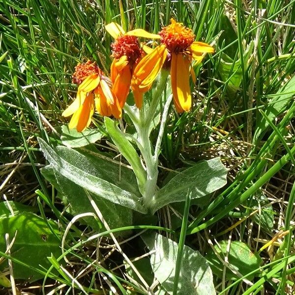 Tephroseris integrifolia Flower