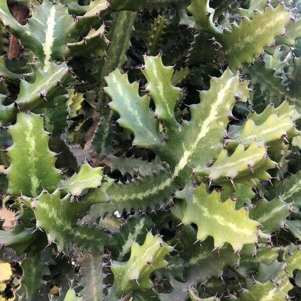 Euphorbia lactea Hostoa