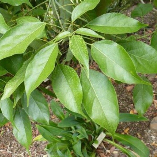 Acer laurinum Leaf