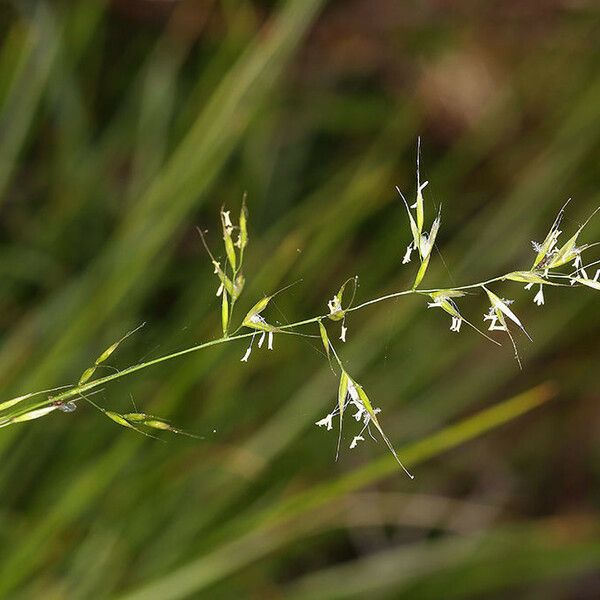 Danthonia californica Fruit