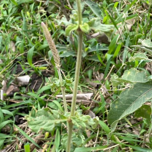 Achyranthes aspera Bark