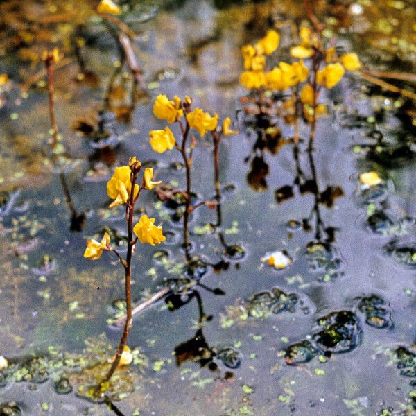 Utricularia vulgaris Kvet