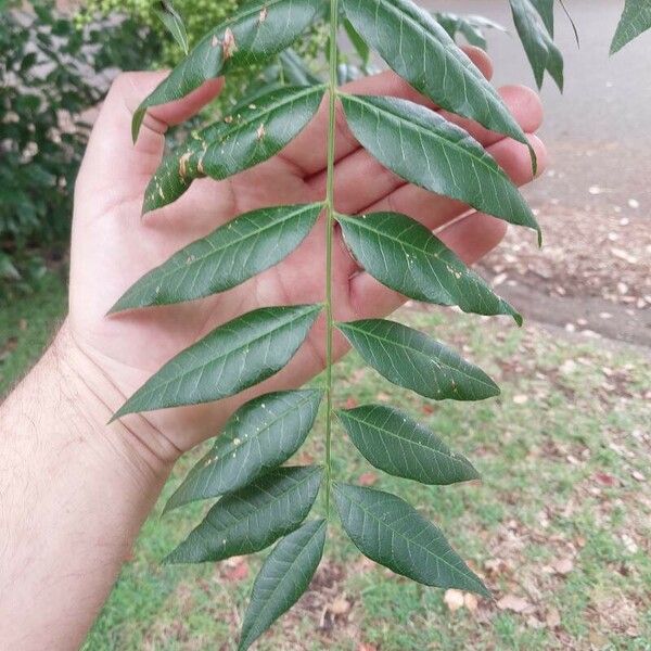 Pistacia chinensis पत्ता