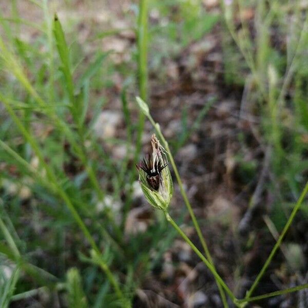 Crupina vulgaris Fruto